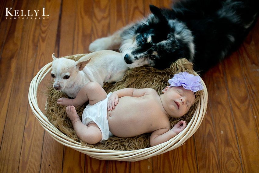 newborn with family dogs